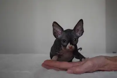 Black TICA Registered Purebred Female, Male KITTENS, View more
