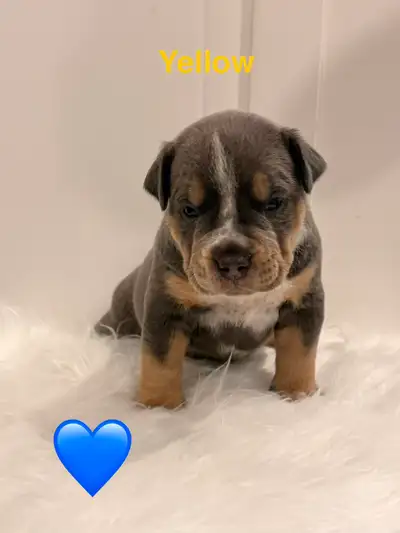 Registered puppies, View more