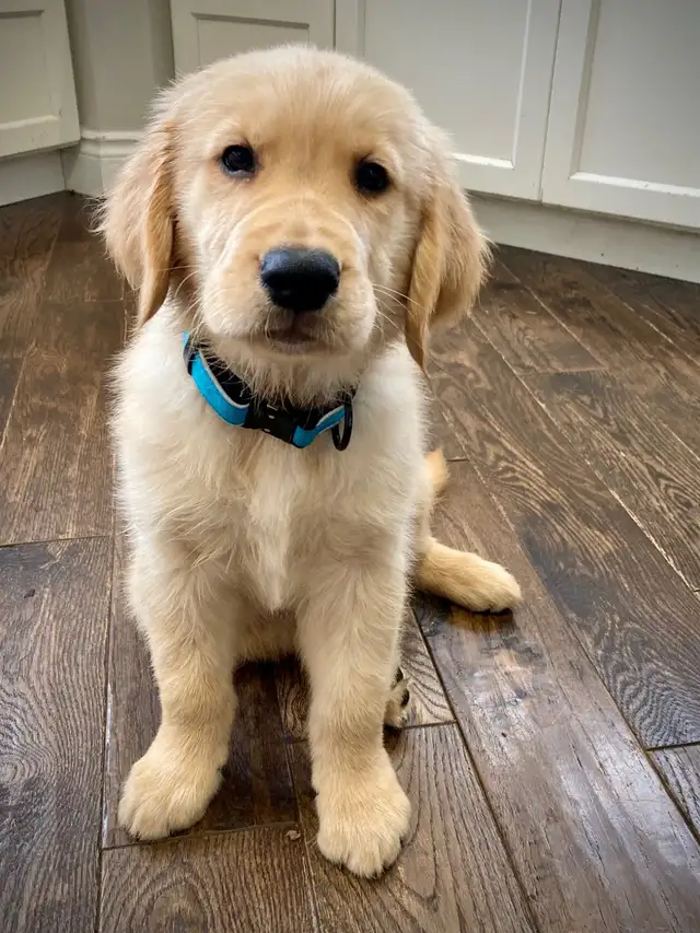 CKC Registered Golden Retriever Puppies in Dogs & Puppies for Rehoming in London - Image 3