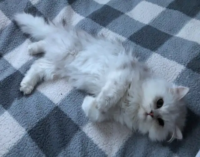 Beautiful Shaded Silver Persian Cats in Cats & Kittens for Rehoming in Lévis - Image 5