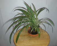 Plantes araignées (Chlorophytum comosum) - Plantes dépolluantes