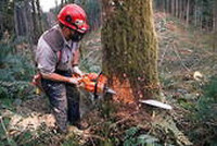 Émondeur, Bucheron professionnel