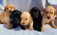 3/4 Golden Retriever Puppies 