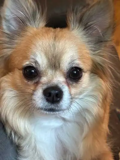 Chihuahua Seeking Gaurdian Home , View more