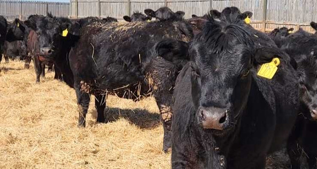 Fancy Black Angus Replacement Heifers in Livestock in Saskatoon - Image 3