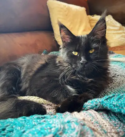 purebred Maine coon female kitten, View more