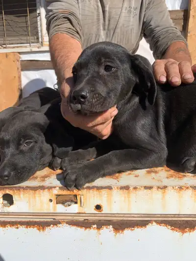 Boxer labs $650, View more