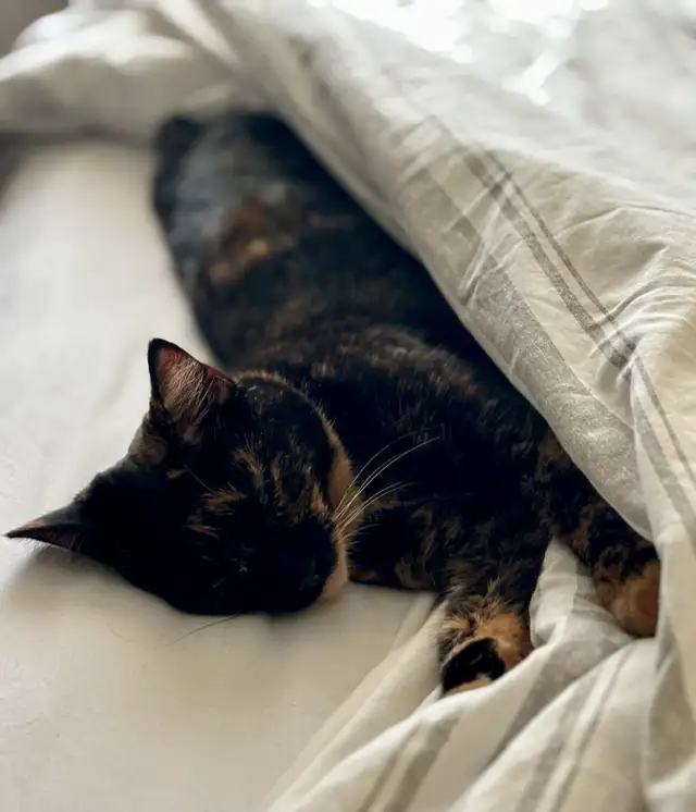 Have you seen our cat?63849001967105121