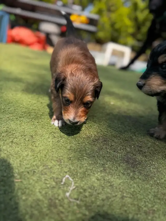 Sheltie/Portie Mix 7 Puppies READY IN 1 WEEK in Dogs & Puppies for Rehoming in City of Toronto - Image 7