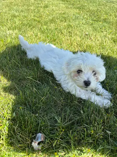 Maltipoo Puppies, View more