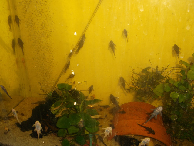 Bristlenose Plecos,Jewel Cichlids For Sale in Fish for Rehoming in North Bay