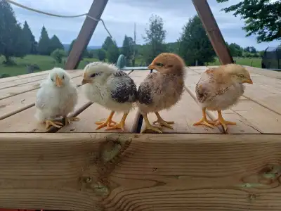 Chicks (Chickens), View more