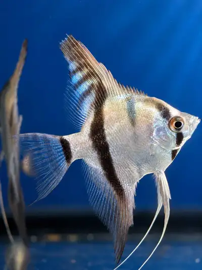 Blue Avatar Angelfish, View more