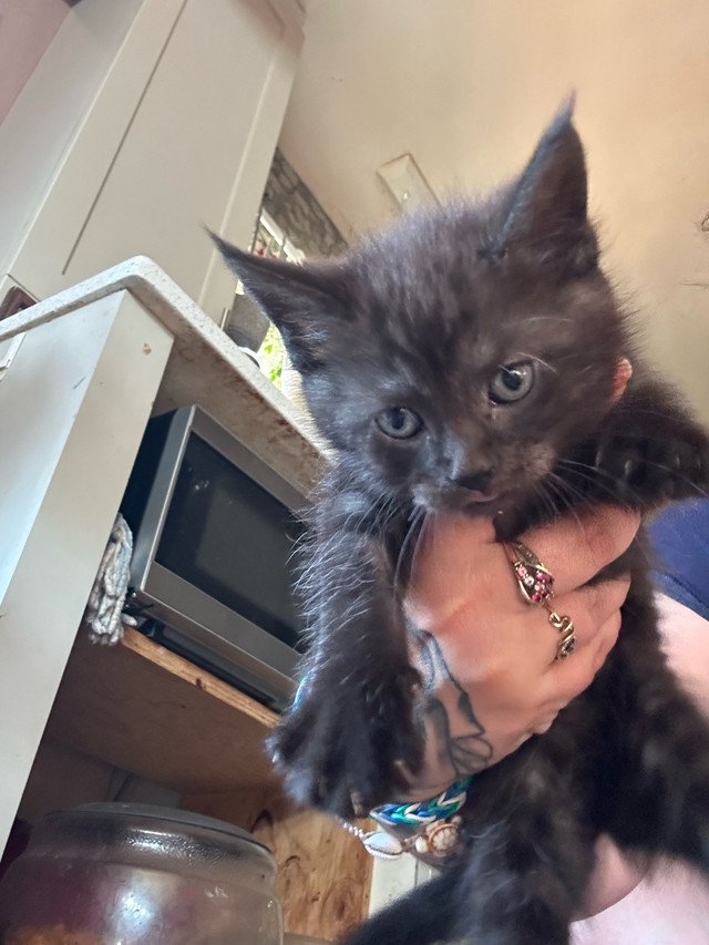 half maincoon kittens in Cats & Kittens for Rehoming in Belleville - Image 2