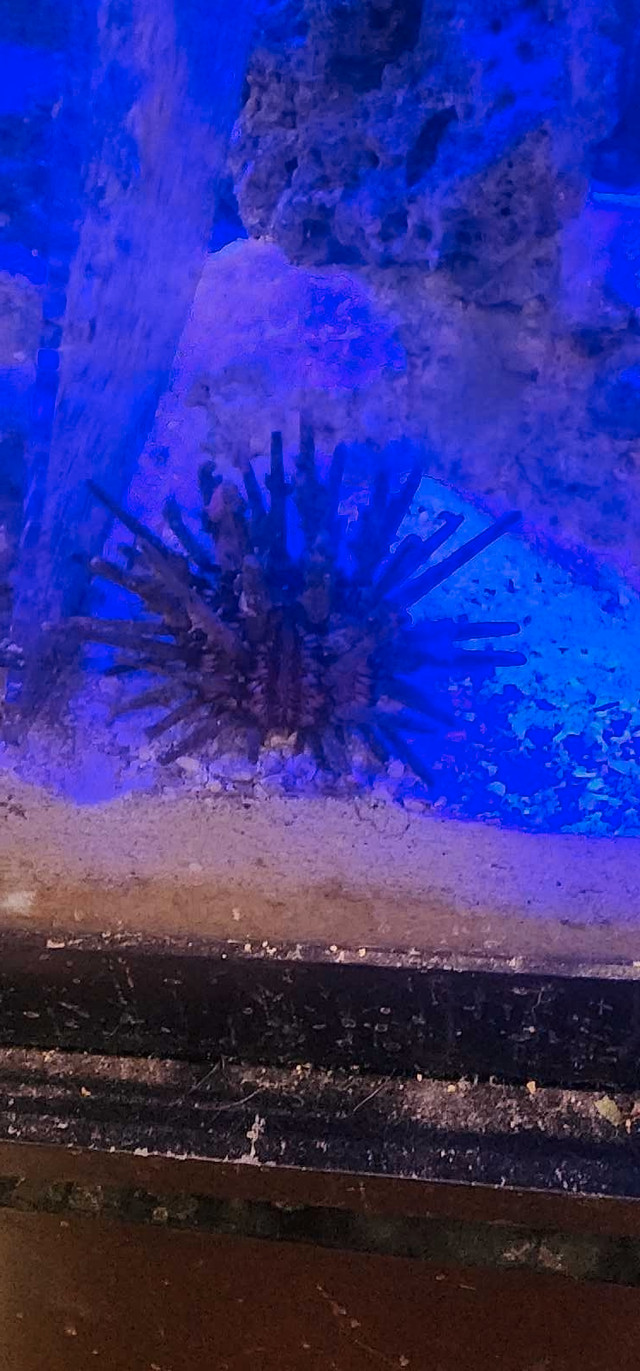 saltwater Fish in Fish for Rehoming in Oshawa / Durham Region