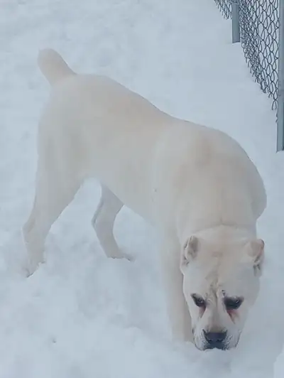 VERY RARE, ADORABLE & BEAUTIFUL Cane Corso's. .Planning for the first Straw/white breeding to take p...