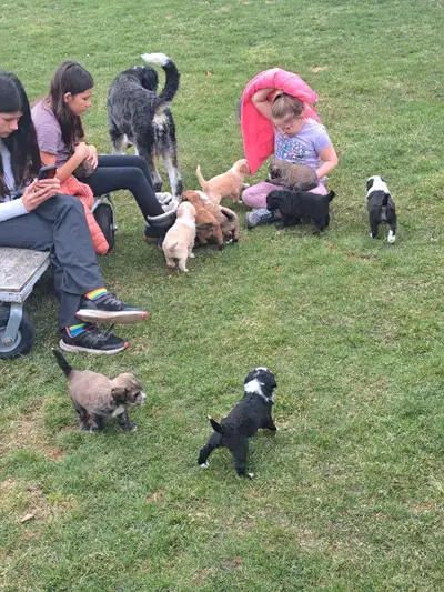 We have 10 beautiful double doodles for sale. 5 puppies left. The 3 black and white puppies are girl...