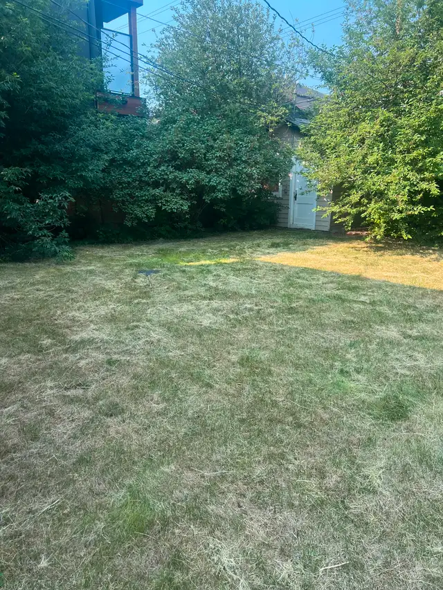 Lawn mowing 50 ,yard clean up, SOD installation, pressure wash63235196032641122