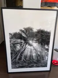 artist framed pictures 