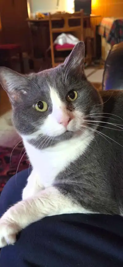 Maya is 8 years old and a healthy and lovable chunky little monkey. She needs to find a new loving h...