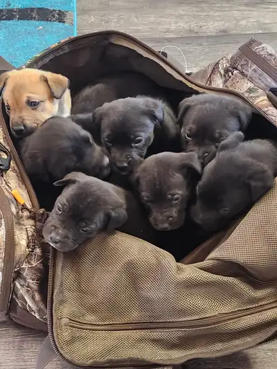 Corso/Sheppard puppies, View more