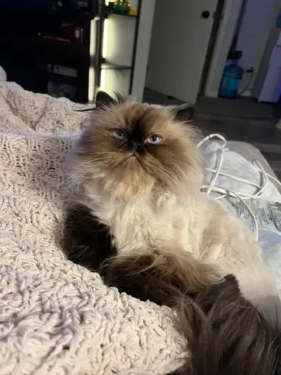 Female Himalayan to go to a good home, View more