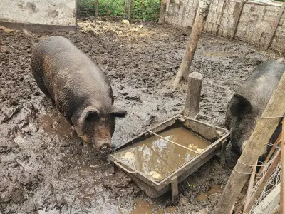 Berkshire sow, View more