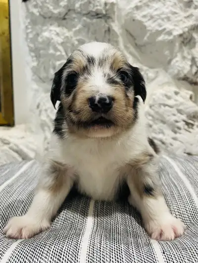 Pure Bred Mini Aussies, View more