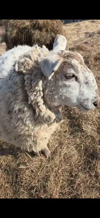 "Big Boy" is looking for a new flock, View more