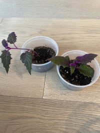 Purple velvet plants 