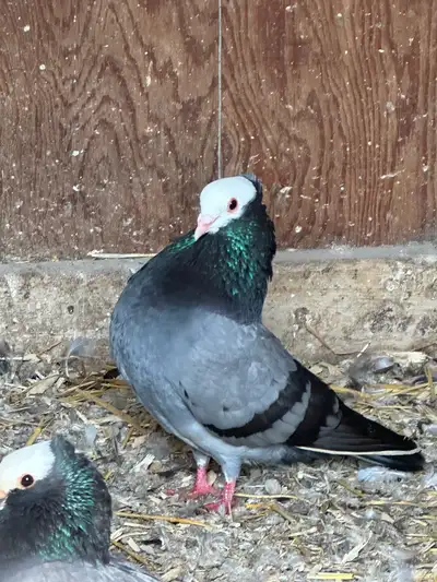 mookee pigeons for sale, View more