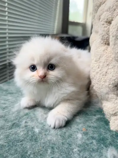 Hello cat lovers, We have an adorable kitten is looking for home. Mom is Ragdoll and Dad is British...