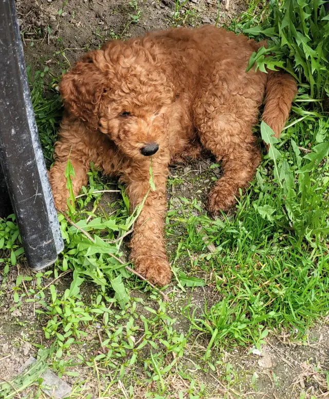 Golden doudoodle Chiot  femelle   roux in Dogs & Puppies for Rehoming in Laval / North Shore - Image 11