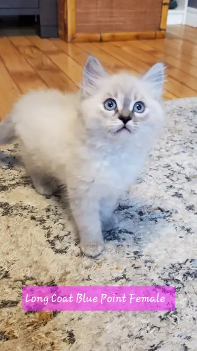 Stunning Blue Eyed Persian X Norwegian Kittens, View more