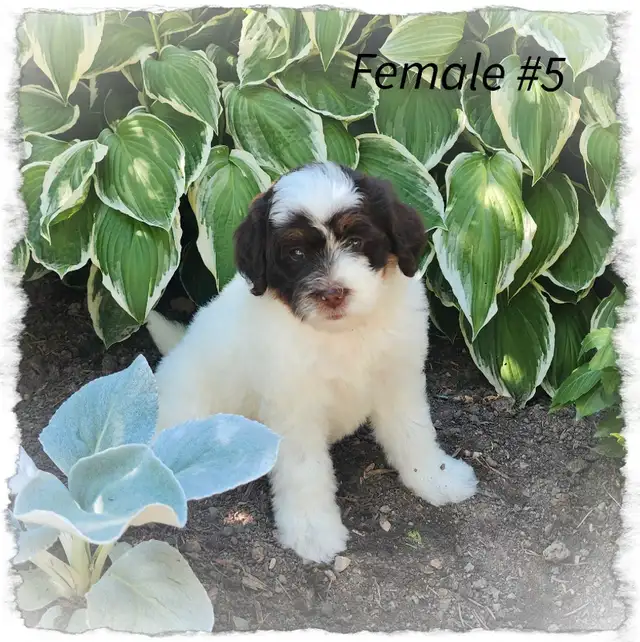 Bernedoodle F1b mini Tri coloured  in Dogs & Puppies for Rehoming in Kitchener / Waterloo - Image 4