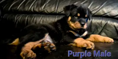 Purebred German Rottweiler Puppies, View more