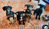 3  pups need a rural property to call home
