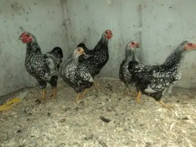 Poules et coqs Wyandotte Bantam silver environ 4 mois. Baie Du Febvre 450-783-6534