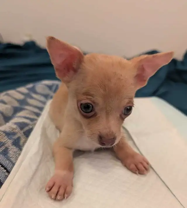 Beautiful Chihuahua Puppies in Dogs & Puppies for Rehoming in Owen Sound - Image 7