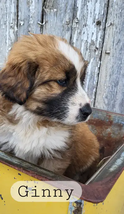 Puppies for Sale, View more
