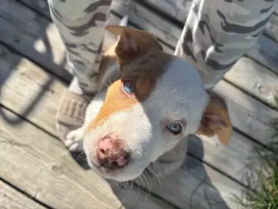 Female xl bully mix, View more