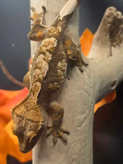 Juvenile Crested Gecko , View more