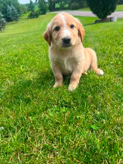 Golden Retriever/Australian Shepherd puppies, View more