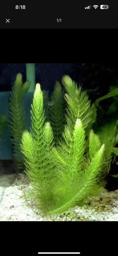 Aquatic Plants hornwort aquarium , View more