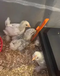 Well started chicks 