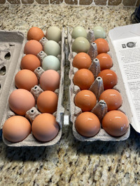 Organic Chicken Eggs For Sale!