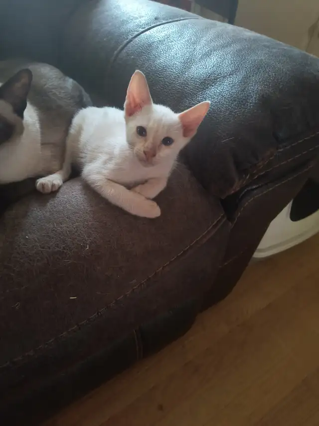 Chatons siamois in Cats & Kittens for Rehoming in Laurentides - Image 2