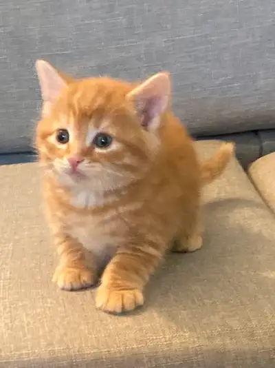 orange and grey tabby Persian mix, View more