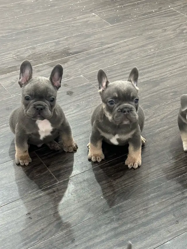 French bulldog puppies lilac in Dogs & Puppies for Rehoming in City of Toronto - Image 2