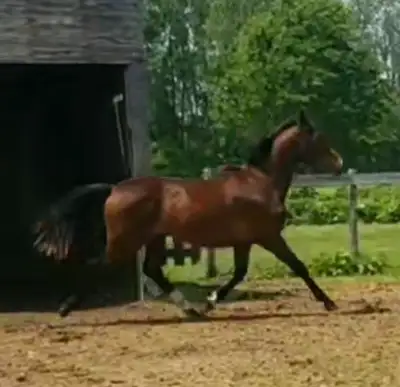 2 Year old Warmblood, View more